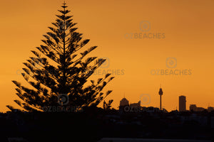 A photograph of trees against the Sydney city skyline at sunset.