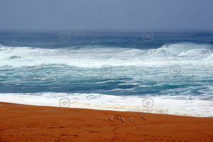Photograph of seagulls and unique colours at Bingie Beach on the south coast of NSW.